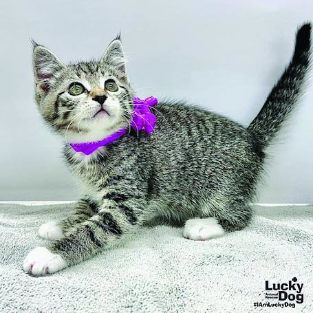 Karma, Baby Domestic Short Hair / Mixed (short coat), cat for adoption in Manassas, Virginia