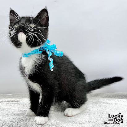 Kurt, Baby Domestic Short Hair / Mixed (short coat), cat for adoption in Manassas, Virginia