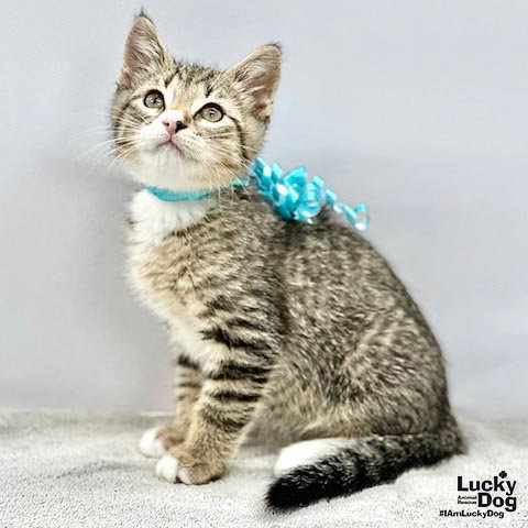 Koko, Baby Domestic Short Hair / Mixed (short coat), cat for adoption in Manassas, Virginia