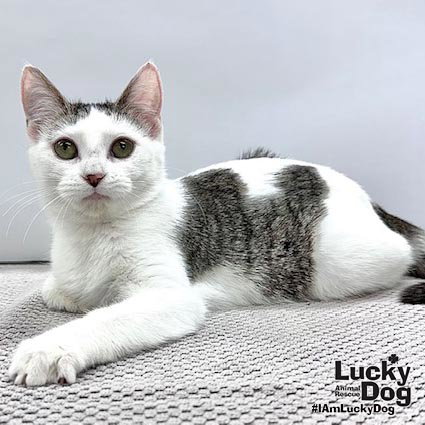 Hadley, Baby Domestic Short Hair (short coat), cat for adoption in Manassas, Virginia