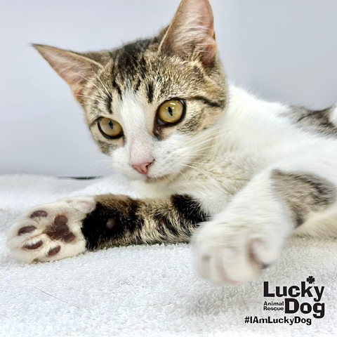 Hulu, Baby Domestic Short Hair (short coat), cat for adoption in Manassas, Virginia