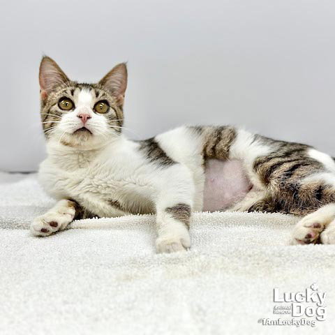 Hulu, Baby Domestic Short Hair (short coat), cat for adoption in Bowie, Maryland