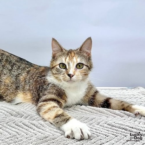 Haribo, Young Domestic Short Hair (short coat), cat for adoption in Manassas, Virginia