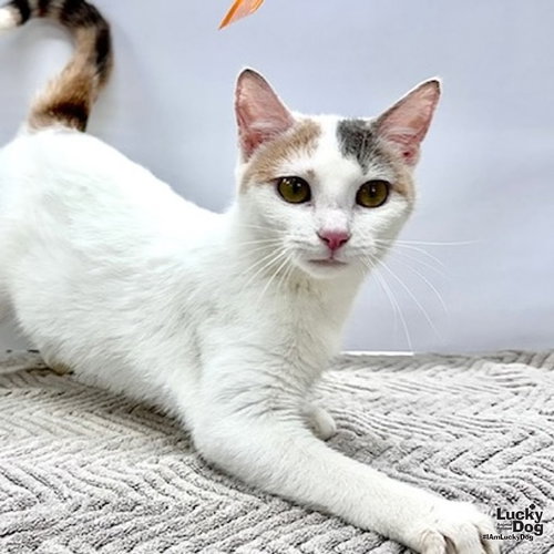 Hensley, Young Domestic Short Hair (short coat), cat for adoption in Manassas, Virginia