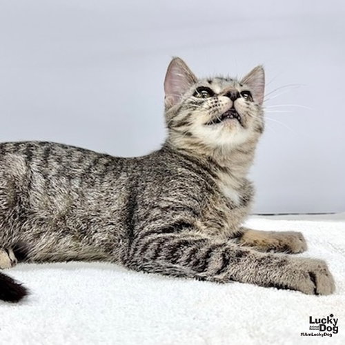 Hilda, Baby Domestic Short Hair (short coat), cat for adoption in Manassas, Virginia