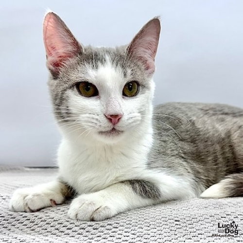 Hocus Pocus, Baby Domestic Short Hair (short coat), cat for adoption in Manassas, Virginia