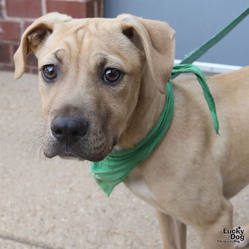 Emmit, an adoptable Terrier in Washington, DC