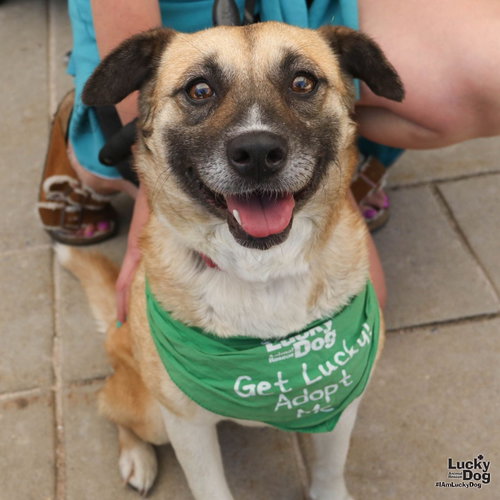 Antebellum, an adoptable Shepherd in Washington, DC