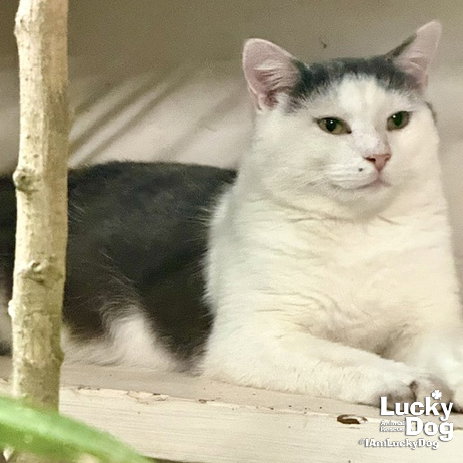 Iron Man, an adoptable Domestic Short Hair in Washington, DC