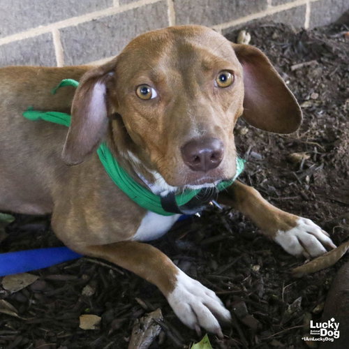 Chardonnay, an adoptable Retriever in Washington, DC