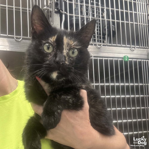 Mallory, Adult Domestic Short Hair / Mixed (short coat), cat for adoption in Bowie, Maryland