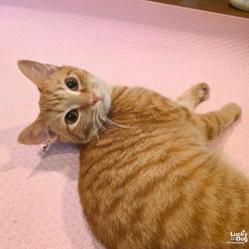 Cheeto, Young Domestic Short Hair / Mixed (short coat), cat for adoption in Bowie, Maryland
