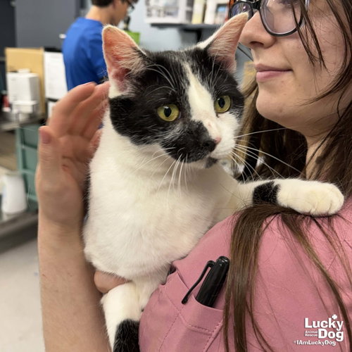 Onno, Adult Domestic Short Hair / Mixed (short coat), cat for adoption in Bowie, Maryland