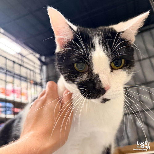 Onno, a cat for adoption from Lucky Dog Animal Rescue