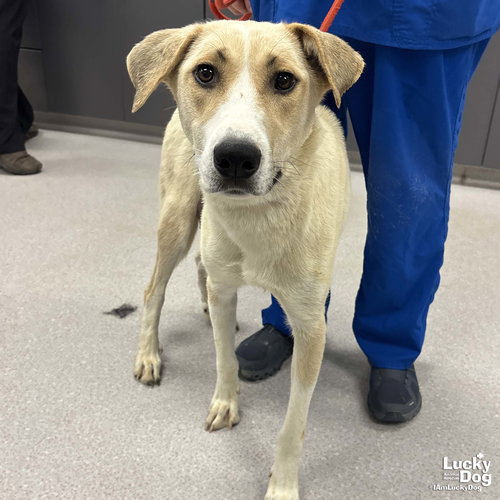 Lemon, an adoptable Labrador Retriever in Washington, DC