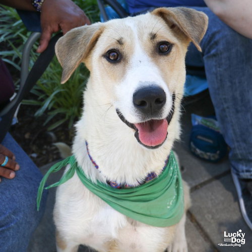 Lemon, an adoptable Labrador Retriever in Washington, DC