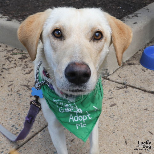 Avalanche, an adoptable Carolina Dog in Washington, DC
