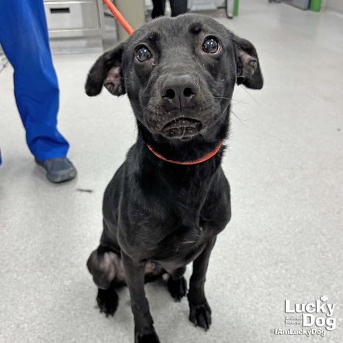Aggie, an adoptable Labrador Retriever in Washington, DC