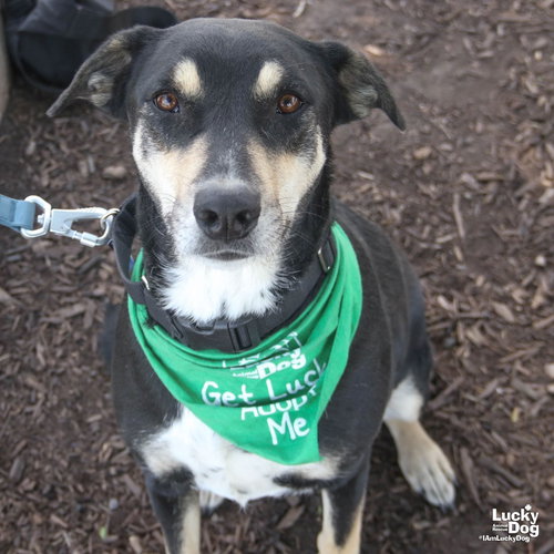 Freya, an adoptable Shepherd in Washington, DC