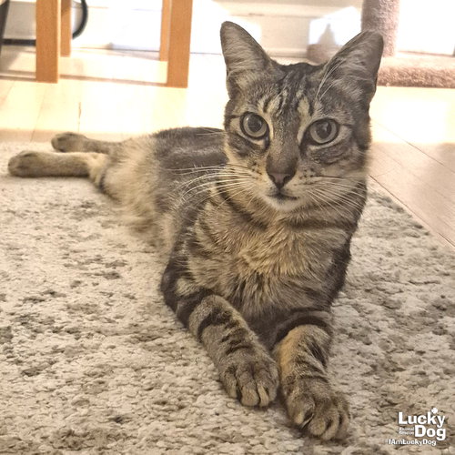 Rilee, Young Domestic Short Hair / Mixed (short coat), cat for adoption in Bowie, Maryland