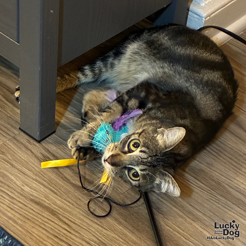 Rilee, a cat for adoption from Lucky Dog Animal Rescue