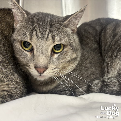 Hank, an adoptable Domestic Short Hair in Washington, DC
