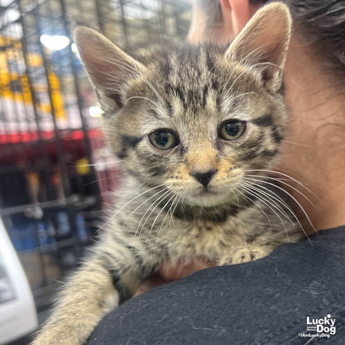 Pepper, Baby Domestic Short Hair / Mixed (short coat), cat for adoption in Annapolis, Maryland