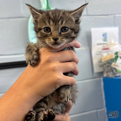 Piper, Baby Domestic Short Hair / Mixed (short coat), cat for adoption in Bowie, Maryland