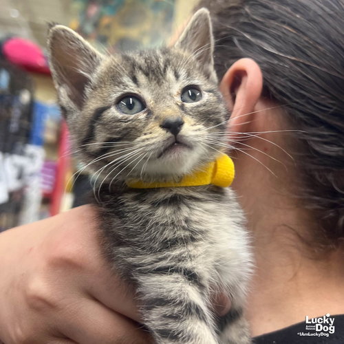 Piper, Baby Domestic Short Hair / Mixed (short coat), cat for adoption in Annapolis, Maryland