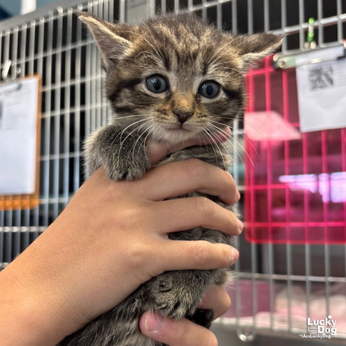 Peachy, Baby Domestic Short Hair / Mixed (short coat), cat for adoption in Bowie, Maryland