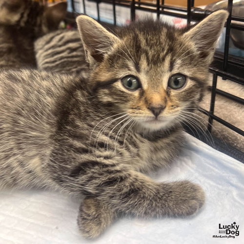 Peachy, Baby Domestic Short Hair / Mixed (short coat), cat for adoption in Annapolis, Maryland