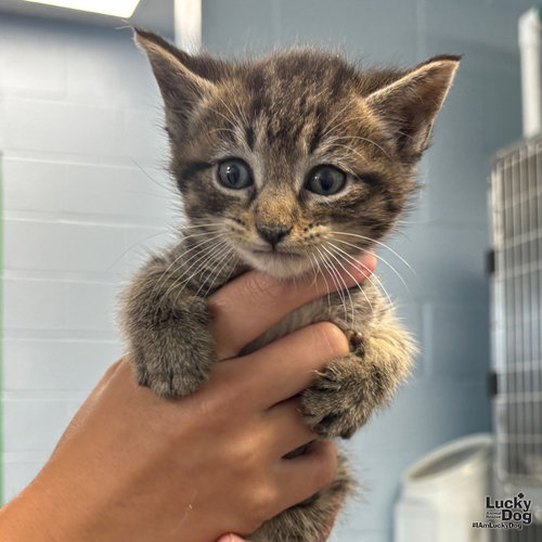 Pete, Baby Domestic Short Hair / Mixed (short coat), cat for adoption in Bowie, Maryland