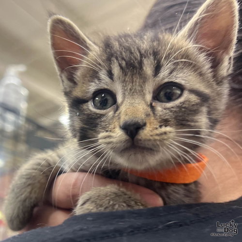 Pete, Baby Domestic Short Hair / Mixed (short coat), cat for adoption in Annapolis, Maryland