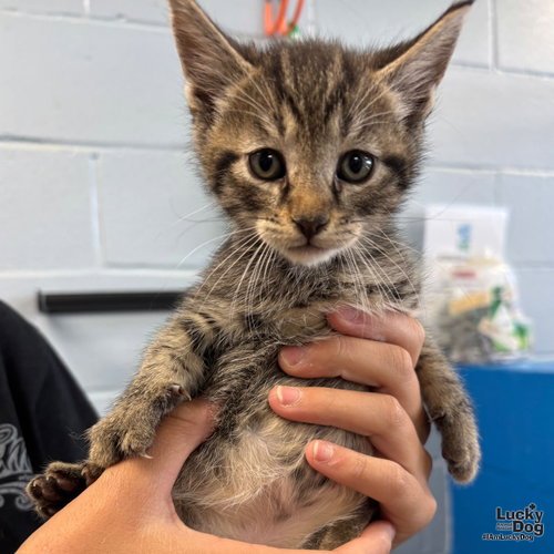 Pickle, Baby Domestic Short Hair / Mixed (short coat), cat for adoption in Bowie, Maryland
