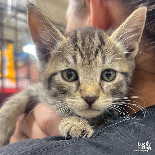 Pickle, Baby Domestic Short Hair / Mixed (short coat), cat for adoption in Annapolis, Maryland