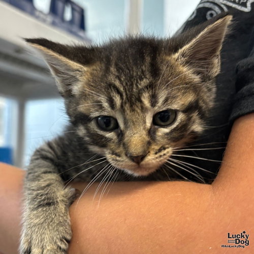 Poncho, Baby Domestic Short Hair / Mixed (short coat), cat for adoption in Bowie, Maryland