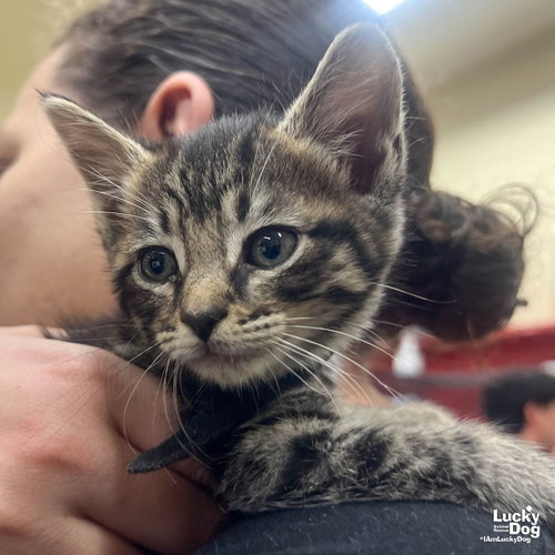 Poncho, Baby Domestic Short Hair / Mixed (short coat), cat for adoption in Annapolis, Maryland