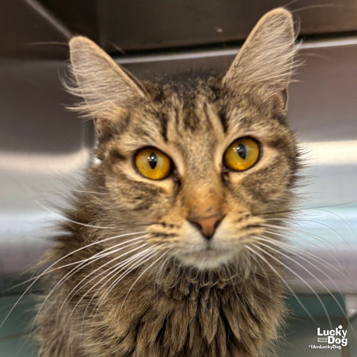 Pipette, Adult Domestic Short Hair / Mixed (medium coat), cat for adoption in Bowie, Maryland