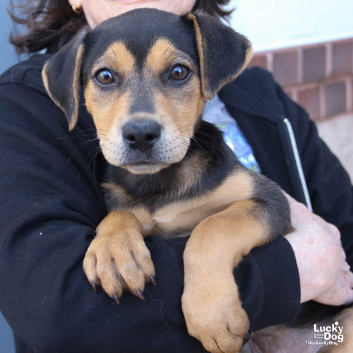 Limeade, an adoptable Shepherd in Washington, DC