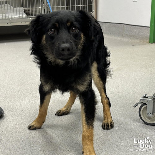 Pedro, an adoptable Australian Shepherd in Washington, DC