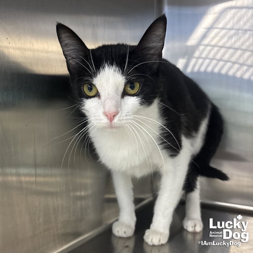 Meeka, an adoptable Domestic Short Hair in Washington, DC