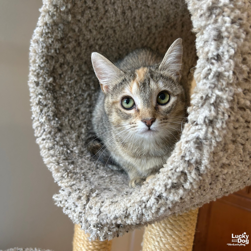 Jill, Adult Domestic Short Hair / Mixed (short coat), cat for adoption in Bowie, Maryland