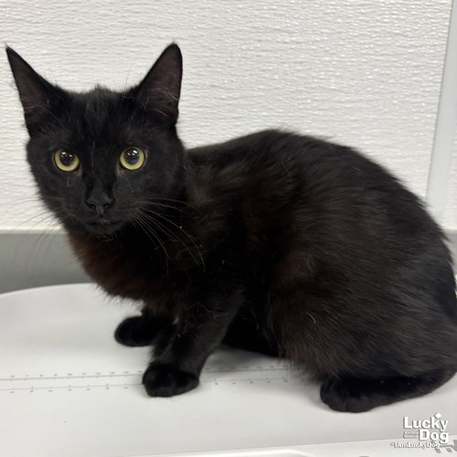 JJ, an adoptable Domestic Short Hair in Washington, DC