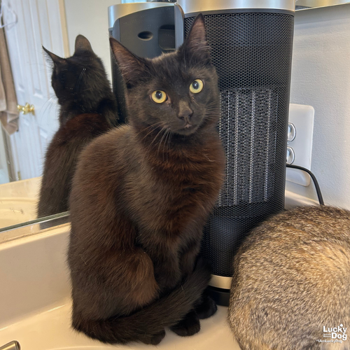 JJ, Adult Domestic Short Hair / Mixed (short coat), cat for adoption in Bowie, Maryland