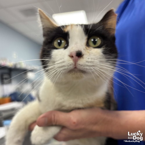 Royal, an adoptable Domestic Short Hair in Washington, DC