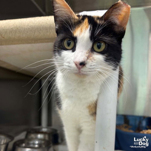 Royal, Adult Domestic Short Hair / Mixed (short coat), cat for adoption in Bowie, Maryland
