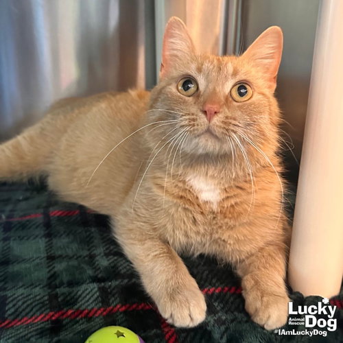 Clover, an adoptable Domestic Short Hair in Washington, DC