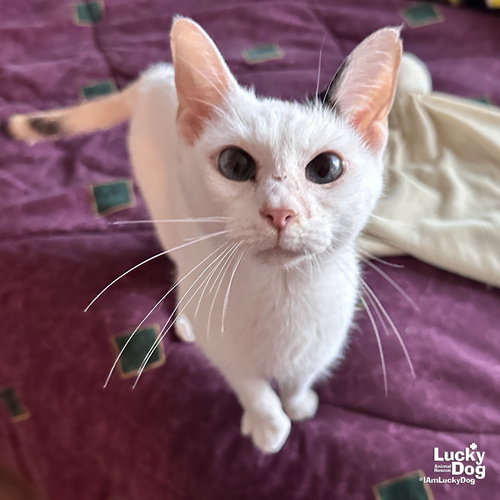 Mimsy, an adoptable Domestic Short Hair in Washington, DC