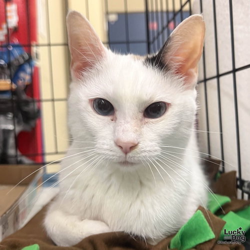 Mimsy, Young Domestic Short Hair / Mixed (short coat), cat for adoption in Annapolis, Maryland