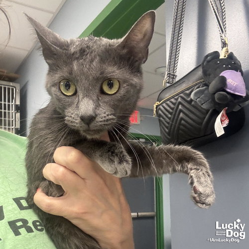Lilly, an adoptable Domestic Short Hair in Washington, DC